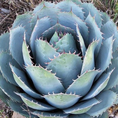 Agave parrasana, agave chou