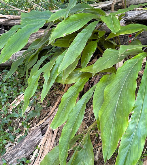 Feuillage d'Alpinia japonica