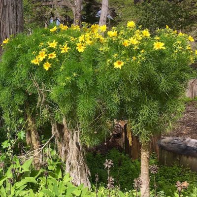 Coreopsis gigantea alias Leptosyne gigantea, en fleurs