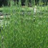Détail d'Equisetum hyemale, prêle du Japon ou prêle hiver