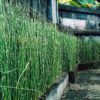 Rideau d'Equisetum hyemale, prêle du Japon ou prêle hiver
