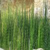 Touffe d'Equisetum hyemale, prêle du Japon ou prêle hiver
