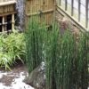 Equisetum hyemale, prêle du Japon ou prêle hiver dans un jardin japonais
