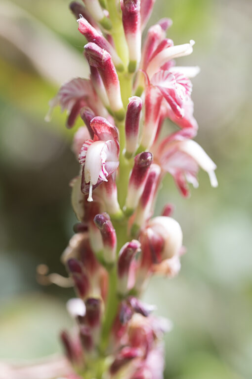 Alpinia japonica