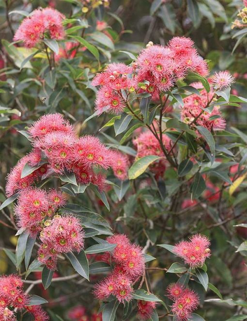 eucalyptus megalocarpa, eucalyptus à fleurs roses