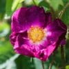 Rose Belle Sultane, une Rosa gallica
