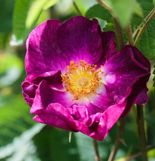 Rose Belle Sultane, une Rosa gallica