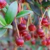 Jeunes fruits d'Ugni molinae Elite, la goyave du Chili Elite