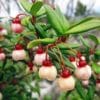 Floraison d'Ugni molinae Elite, la goyave du Chili Elite
