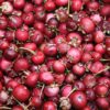 Fruits d'Ugni molinae Elite, la goyave du Chili Elite