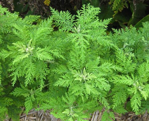 Artemisia annua, l'armoise annuelle ou armoise chinoise