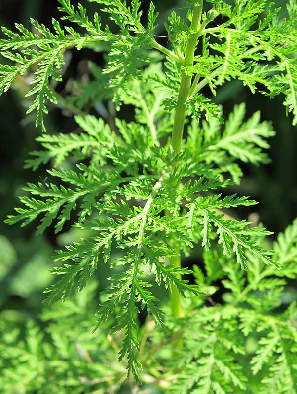Artemisia annua - armoise annuelle
