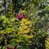 Caesalpinia du Japon, Caesalpinia decapetala
