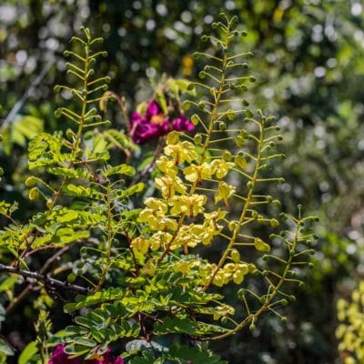 Caesalpinia du Japon, Caesalpinia decapetala