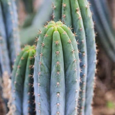 Trichocereus macrogonus alias Echinopsis macrogona