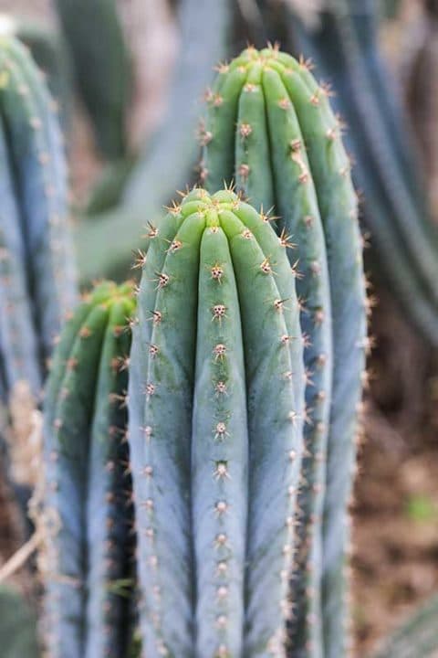 Echinopsis Macrogona - Cactus De San Pedro (bouture) - Palmiers Et ...