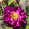 rosier gallique Belle Sultane