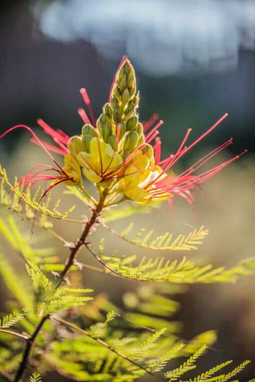 Epi de Caesalpinia gilliesii, oiseau de paradis jaune, en fleur