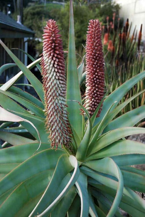 Photo d'Aloe hexapetala (= Aloe speciosa), en fleurs