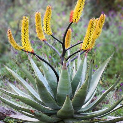 Aloe spectabilis , aloe du Natal, en fleurs