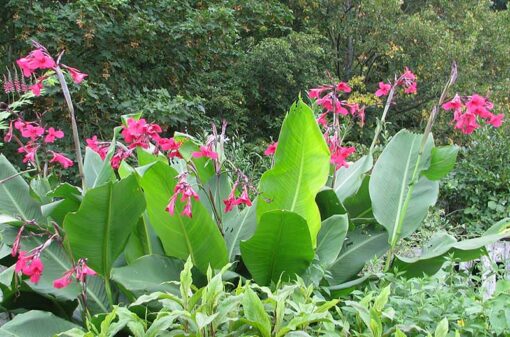 Canna iridiflora alias Canna ehemanii, le canna rose, en fleurs