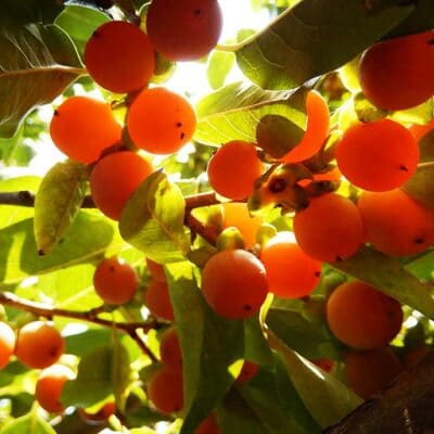 Fruits de Diospyros lotus, le prunier datte, ou plaqueminier lotier, ou encore datte du nord