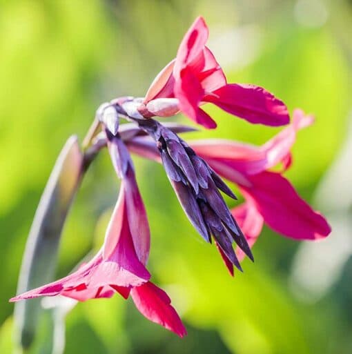 Canna iridiflora, Canna ehemanii, Canna à fleurs roses