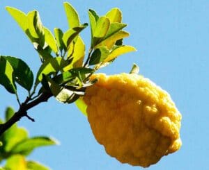 Citrus jambhiri, rough lemon, citron rustique