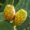 Figue de Barbarie à fruits orange, Opuntia ficus indica à fruits orange