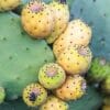 Figue de Barbarie à fruits orange, Opuntia ficus indica à fruits orange