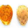 Figue de Barbarie à fruits orange, Opuntia ficus indica à fruits orange