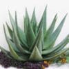 Aloe reitzii