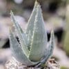 Aloe reitzii de notre production