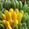 Fruit de la banane Saba, Musa Da Jiao alias Dajiao