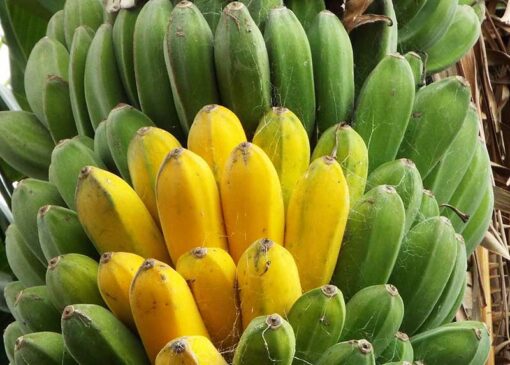 Fruit de la banane Saba, Musa Da Jiao alias Dajiao