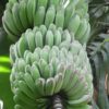 Fruit de la banane Saba, Musa Da Jiao alias Dajiao