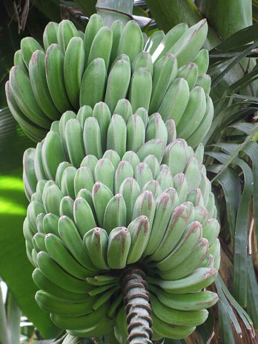 Fruit de la banane Saba, Musa Da Jiao alias Dajiao