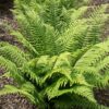 Portrait de Dryopteris atrata, le dryoptéride noir