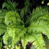 Portrait de Dryopteris atrata, le dryoptéride noir