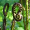 Détail de Dryopteris atrata, le dryoptéride noir
