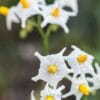 Floraison de Solanum jamesii