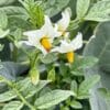 Portrait de Solanum jamesii, pomme de terre sauvage vivace