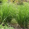 Touffes de vétiver, Vetiveria zizanoides alias Chrysopogon zizanioides