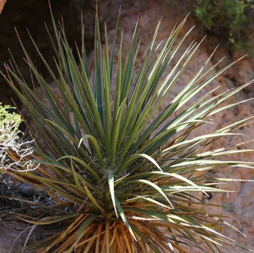Yucca arizonica DR