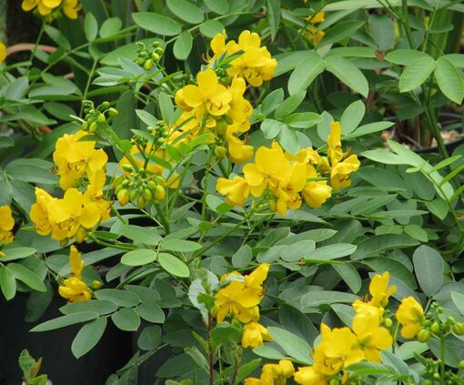 Cassia corymbosa alias Senna corymbosa , en fleurs