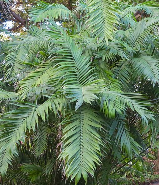 Chamaedorea pochutlensis, palmier bambou de Pochutla