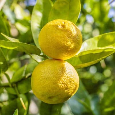 Fruits de sudachi, citrus sudachi, agrume japonais résistant au froid