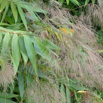 Thysanolaena latifolia, l'herbe tigre ou bambou à balai