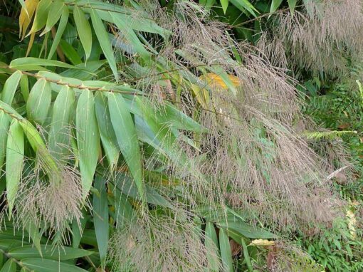 Thysanolaena latifolia, l'herbe tigre ou bambou à balai
