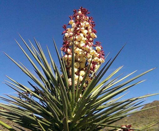Yucca torreyi, la dague espagnole, alias yucca de Torrey ou yucca hirsute.